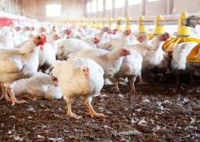 Desarrollan un innovador promotor de crecimiento para aves
