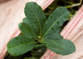 Fortalecen controles en producción y comercio de plantas de Especies Nativas y semillas de Yerba Mate