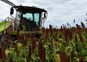 No descartan que Argentina se convierta en exportador de sorgo a China por el conflicto con EE.UU