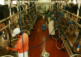 La producción de leche aumentó 8% en julio según Agroindustria