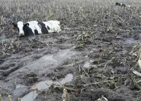Seguros de índice y márgenes podrían estabilizar la producción láctea