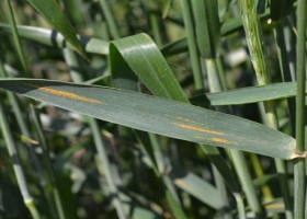 Trigo: hay una fuerte incidencia de mancha amarilla en el sudeste cordobés