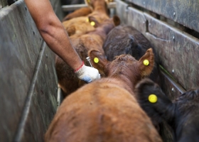 El Senasa permite adelantar la vacunación antiaftosa a los productores que apliquen técnicas con fines reproductivos