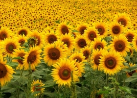 Ya se sembraron 545.000 ha de girasol a nivel nacional