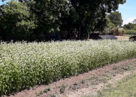 Trigo sarraceno: harina sin gluten y con más rinde