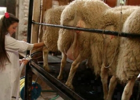 Desarrollan leche más nutritiva para los seres humanos