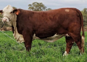 El productor ganadero que logró cerrar un histórico negocio de exportación