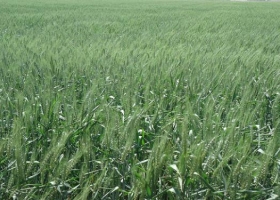 Septiembre comenzó con lluvias beneficiosas para la campaña 2018/2019