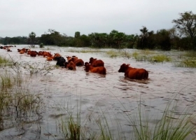 Agroindustria declaró la Emergencia Agropecuaria en Formosa