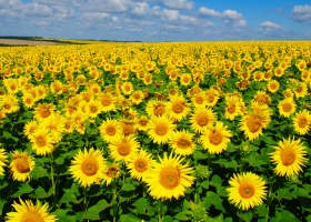 Con buenas perspectivas, el girasol avanza en el NEA