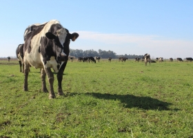 Un festejo a medias: el auge exportador de la carne argentina se sustenta en un crecimiento de la faena de vacas