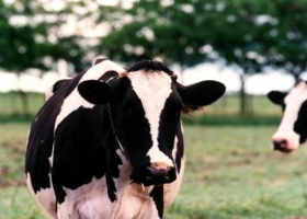 Provimi presenta su nuevo programa nutricional Calf&Heifer