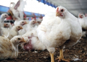 Nuevos requisitos para el manejo de pollos de engorde con el fin de garantizar el bienestar animal