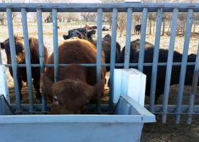 Ganadería 4.0: la era de las vacas con chips
