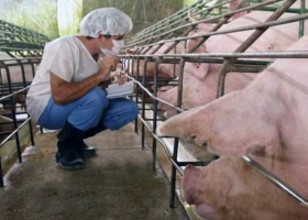 Cerdo: mejoró el precio, pero aseguran que “todavía falta”