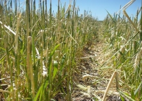 El seguro de granizo como aliado del productor ante los vaivenes del clima