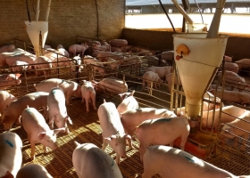 Alarma en Argentina: se conoció un caso de peste porcina en Brasil