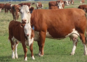 La crisis económica argentina combinada con alta demanda internacional de cortes baratos impulsó la faena de hembras