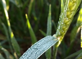 Recortan en 2 Mtn la proyección de producción de trigo por sequía, heladas y granizo