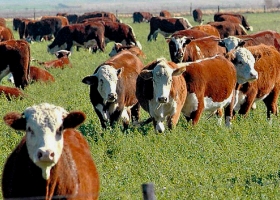 Novillo Mercosur: precios en suba, excepto en la Argentina