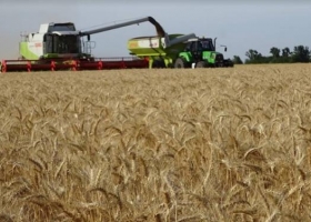 Trigo: en la zona núcleo habrá el mismo volumen que en el 2017
