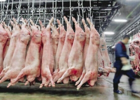 Según el USDA, la producción de carne de cerdo en Argentina crecerá un 32% en 7 años