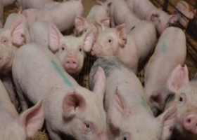 Porcinos: el AMBA aporta casi el total de lo consumido en la zona
