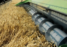 Trigo: rinde promedio de lotes cosechados es de 13,8 qq/ha