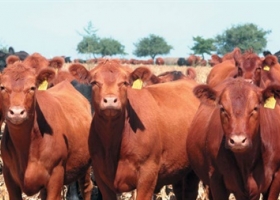 La producción mundial de carne crecerá 20 por ciento para 2030, según la FAO