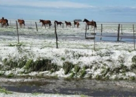 Así quedaron los campos en varias zonas agrícolas tras una feroz granizada.