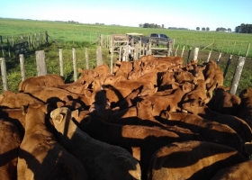 En 2019 Buenos Aires será la primera provincia en contar con una “guía única de autogestión” para facilitarle la vida a los productores ganaderos