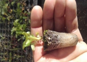 Innovación: producen plantines hortícolas con sustrato de lana de oveja