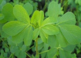 Alfalfa: obtienen dos nuevas variedades con gran potencial