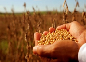 Advierten que se pierden 8 millones de toneladas de alimentos en la cadena productiva