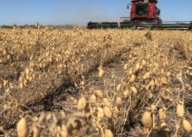 El garbanzo, ante un año para el olvido: a las retenciones, se le suma la caída del precio