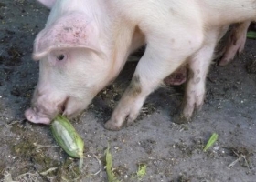 Según un informe, se recuperan los márgenes del negocio porcino