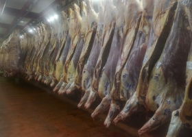 Nuevos sistemas de Clasificación para faena y de Tipificación Bovina