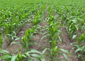 Maíz: en la zona núcleo el 60% de la siembra temprana se hizo fuera de la fecha ideal