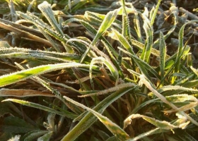 Las heladas en el sur bonaerense impactarían en la producción de trigo y cebada