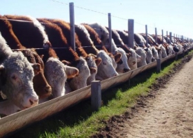 Carne: avanzó un acuerdo entre EE.UU. y Europa que afectaría un negocio para el país.