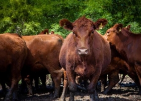 Lanzaron trámites vía online para declaración de nacimiento, muerte de animales y cambio de titularidad 