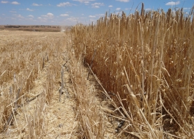 Cómo exportar 7 millones de toneladas de trigo con menos de 400 mm de agua