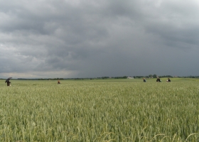 Trigo en riesgo: se espera el ingreso de un nuevo frente frío en el sur bonaerense