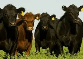 La Argentina exportará semen bovino y bubalino congelado a Pakistán