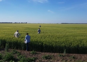 Entre Ríos y Buenos Aires, las únicas que ganarán "la revancha del trigo"