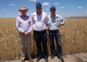 El trigo argentino, en el radar australiano