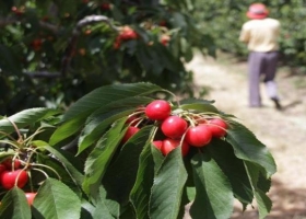 Por primera vez las cerezas argentinas ingresarán a China