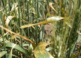 ¿Se confirma la resistencia de la mancha amarilla a ciertos fungicidas?