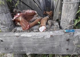 Uruguay: prueba de ADN que impulsa el Instituto de Carnes ante casos de abigeato permitió aclarar la mitad de esos delitos