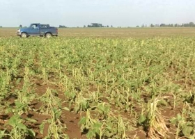 El granizó dañó alrededor de 6.000 hectáreas en La Pampa, según FAA